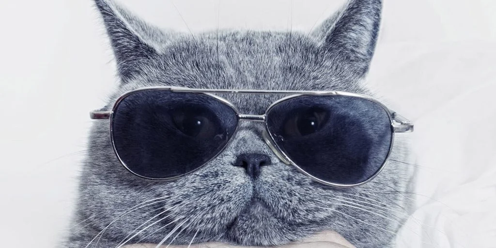 Tips to Keep Your Cat Cool This Summer