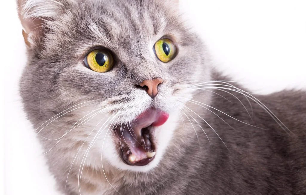 How to Brush Your Dog’s or Cat’s Teeth