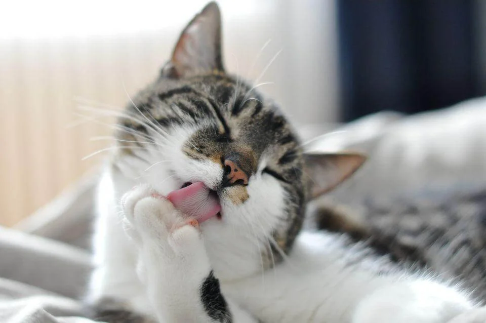 Recognising Skin Problems in Your Cat or Dog