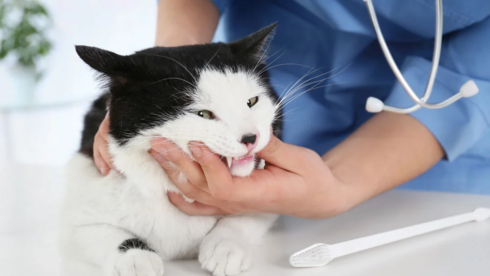 Top Tips for Cat Dental Care