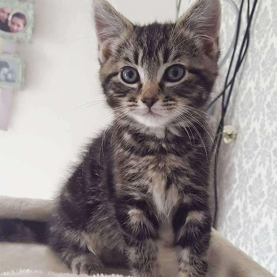 Top Tips for New Kitten Owners