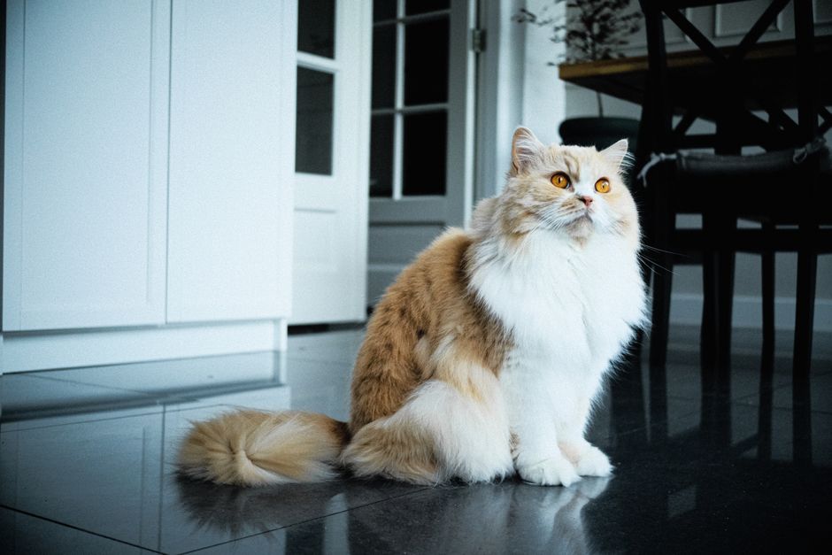 Pet Food Comparison: 5 Pet Food Labels That Actually Mean Something (And Which Brands Deliver)