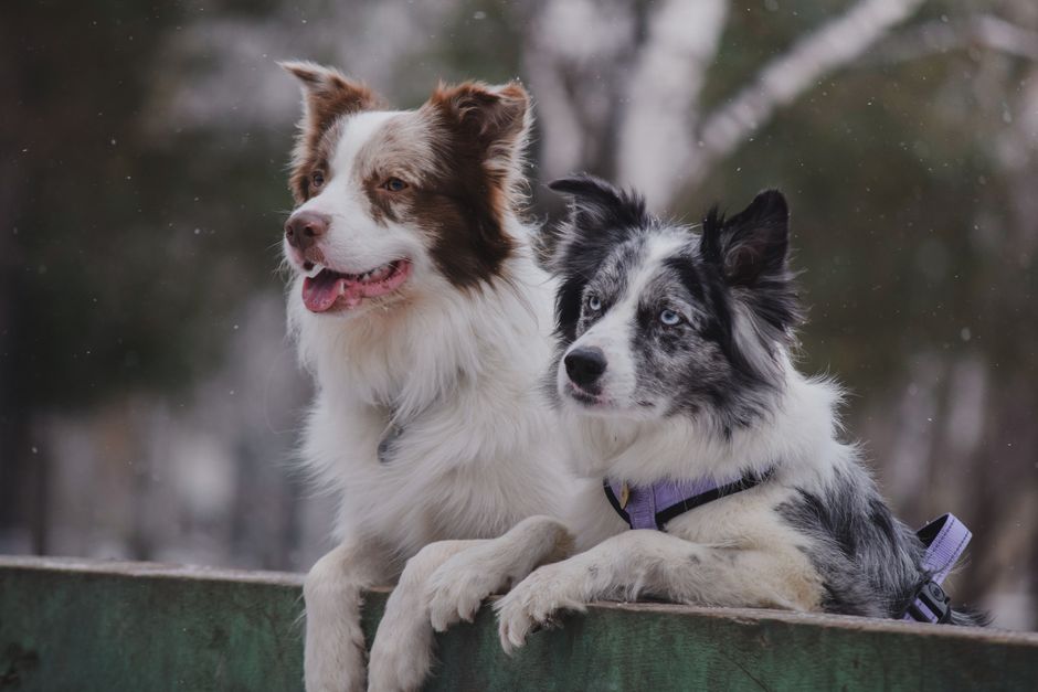 Charming picture of two Border Collies looking out during a snowy day.