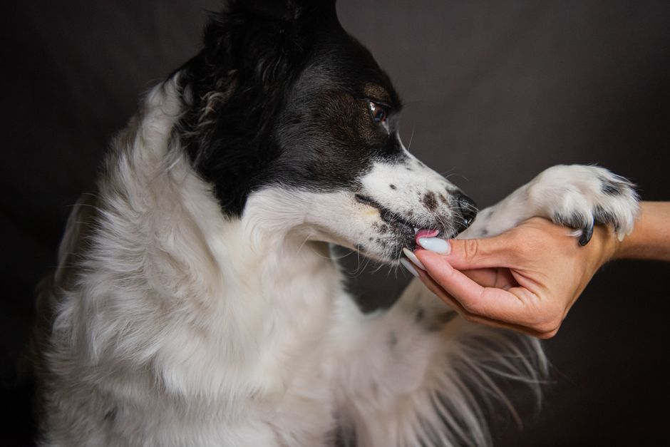 A gentle interaction as a human hand holds a dog's paw, symbolizing trust and friendship.