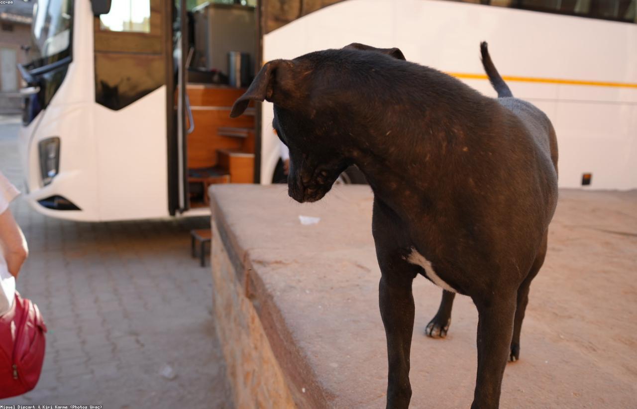 Eating Out Safely When Traveling With Dogs: Cafe And Street Food Habits