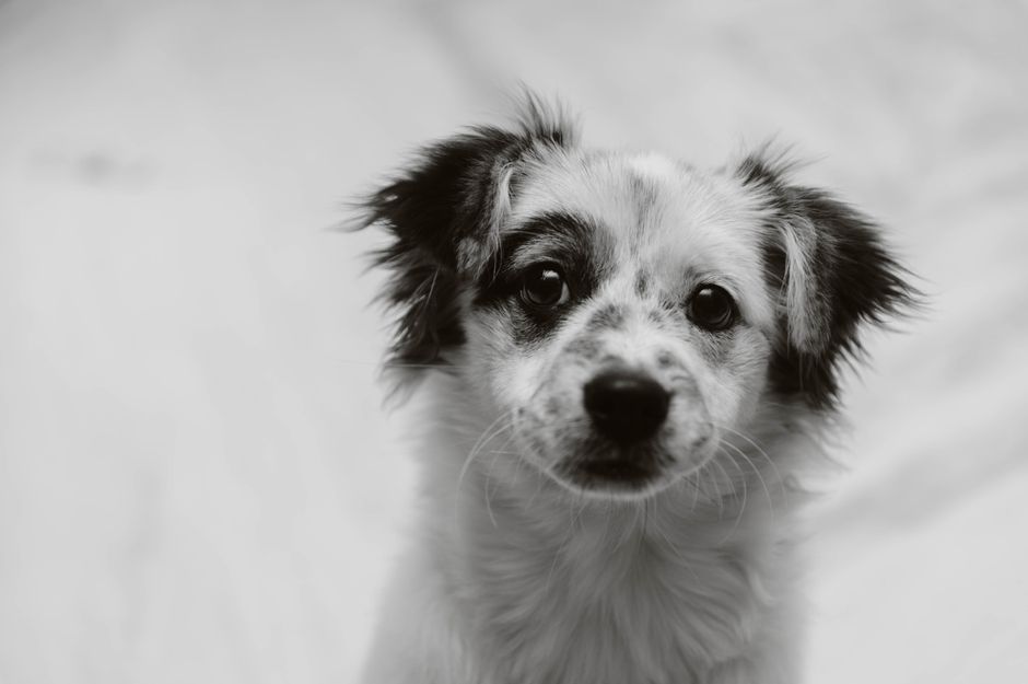 Puppy Training Tips That Actually Work for Travel-Loving Owners