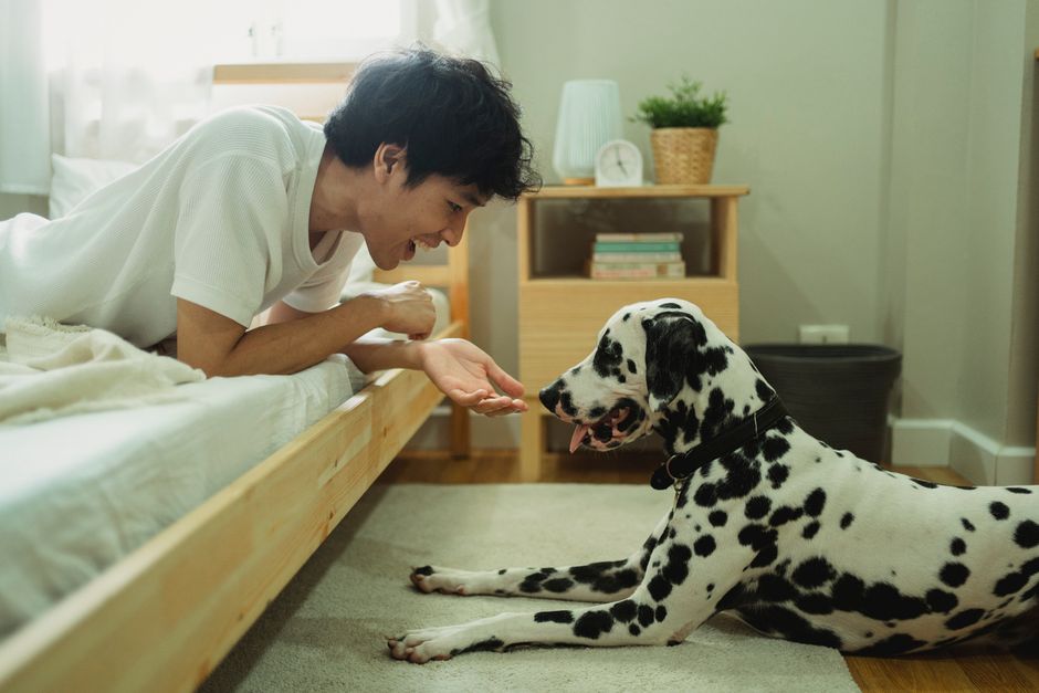 A man joyfully interacts with his dalmatian dog inside a cozy room.