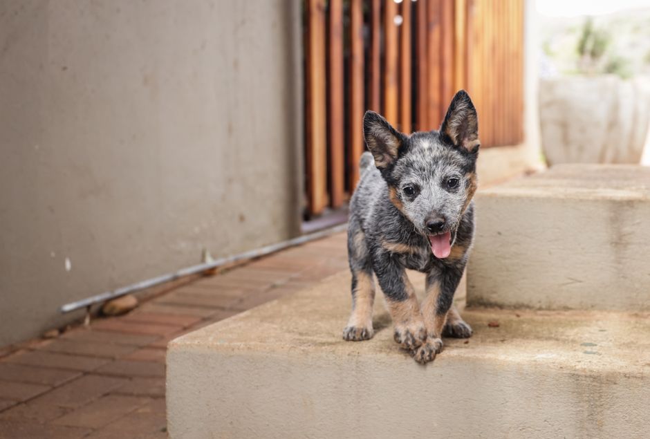 Cute Australian Cattle Dog puppy playing on outdoor steps with tongue out.