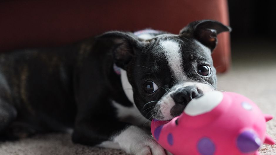 Cute Boston Terrier puppy playing with a pink toy indoors.