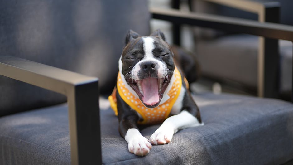 Cute Boston Terrier puppy yawning while relaxing on a comfy couch.