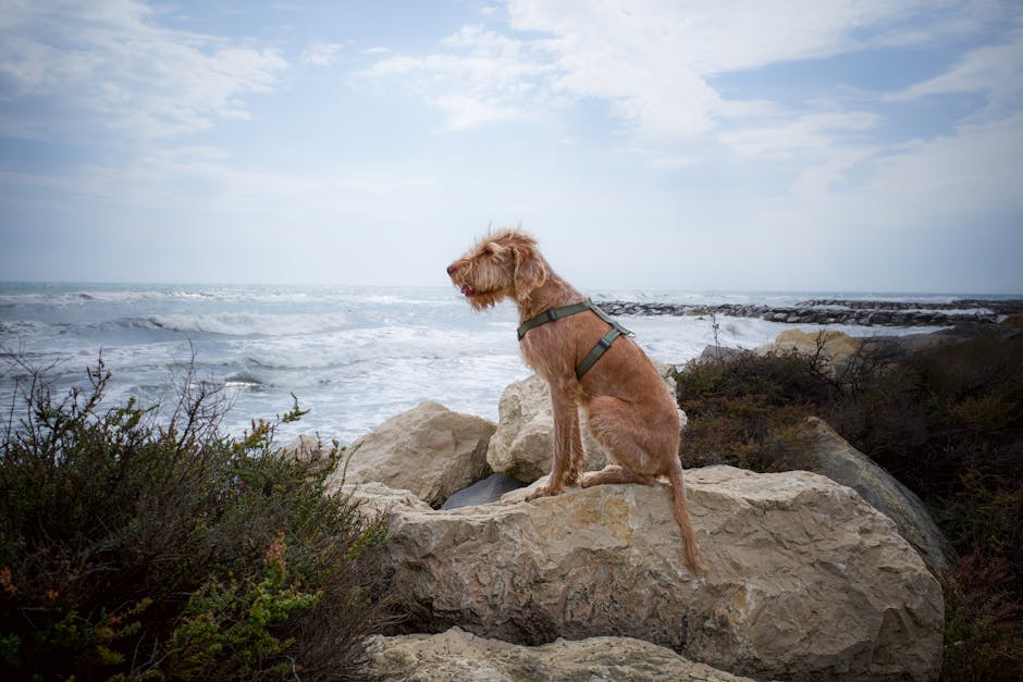 A dog gazes over the rocky shoreline, watching waves crash against the shore.