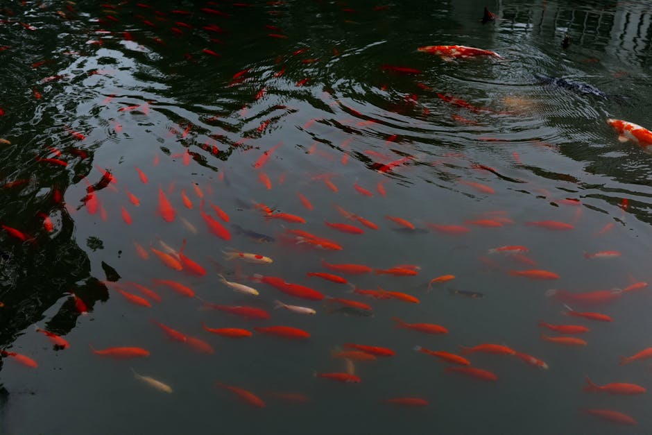 A serene pond filled with vibrant koi fish creating colorful reflections.