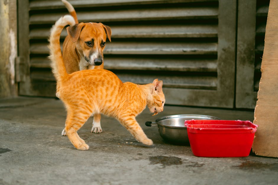 A cat and dog near food bowls on a Manila street.