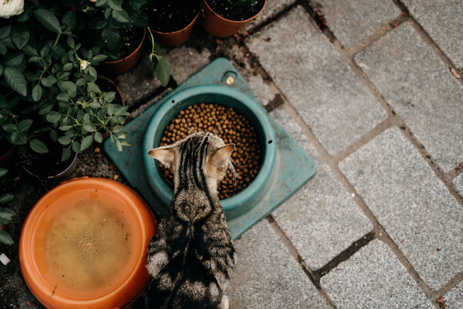 Top Cat Food Philippines: Honest Reviews for Feline Health