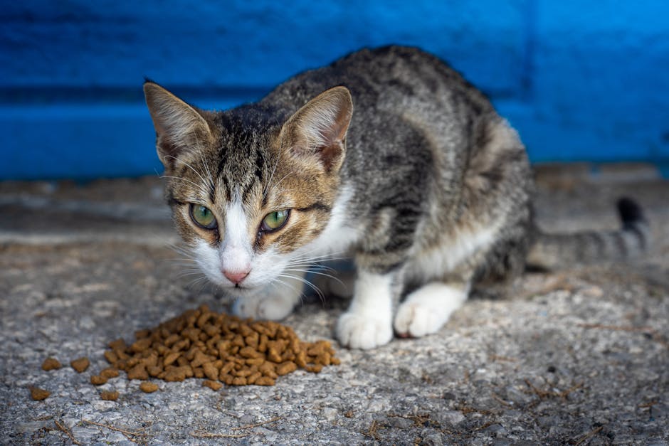 Close-up of a tabby cat enjoying dry food outside on a sunny day.