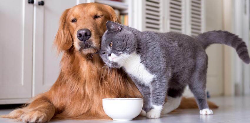 Caring for a Senior Cat or Dog Caring for a Senior Cat or Dog