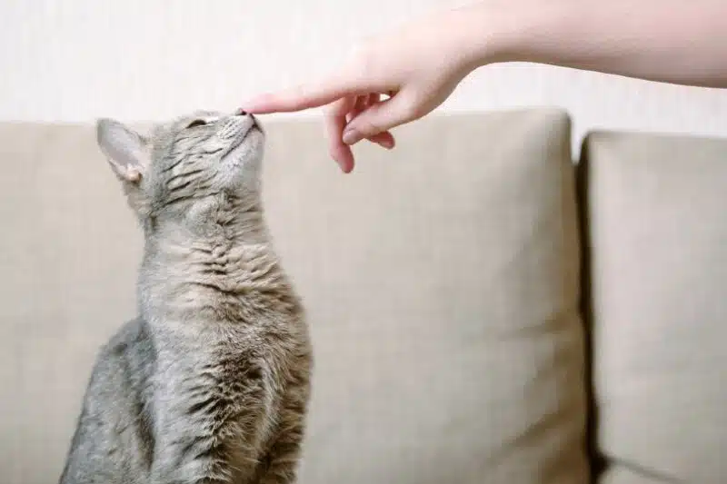How to Train Your Cat: Vet-Approved Cat Training Guide How to Train Your Cat: Vet-Approved Cat Training Guide