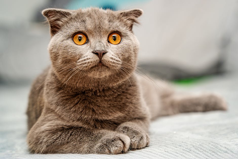 Close-up portrait of a Scottish Fold cat with plush fur and striking amber eyes. Ideal for pet lovers.
